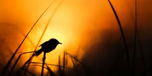 Early Bird (Through July 1st) - OHNA Member