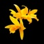 Central Ohio Orchid Society 's logo