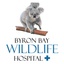 Byron Bay Wildlife Hospital's logo