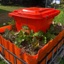 Food Gardening in New Zealand 's logo