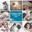 Mudgee Group- Aust Breastfeeding Assn's logo