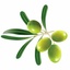 Cedar Gully Olives's logo