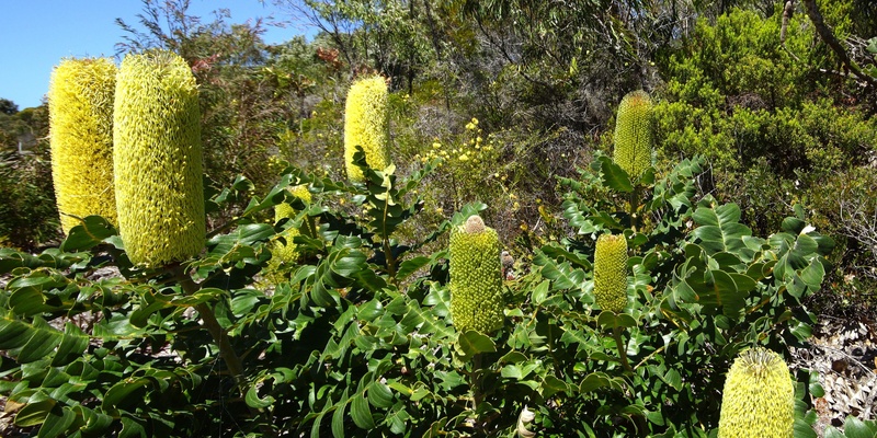 Kamberang: Second Spring