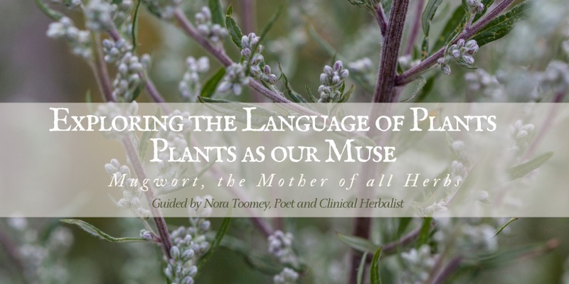 Exploring the Language of Plants: Plants as our MuseMugwort, the Mother of all Herbs