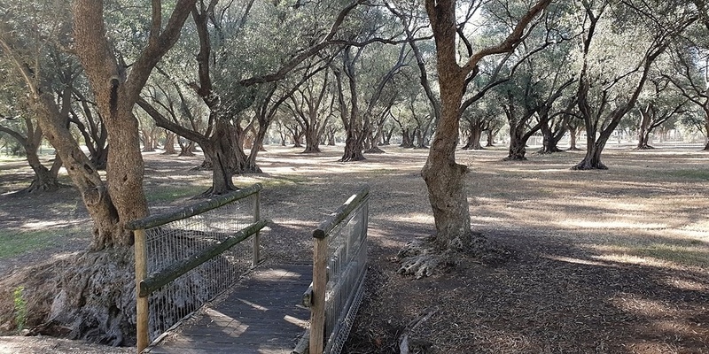 2024 Guided Walk - The Ancient Olive Groves (Parks 7 and 8)