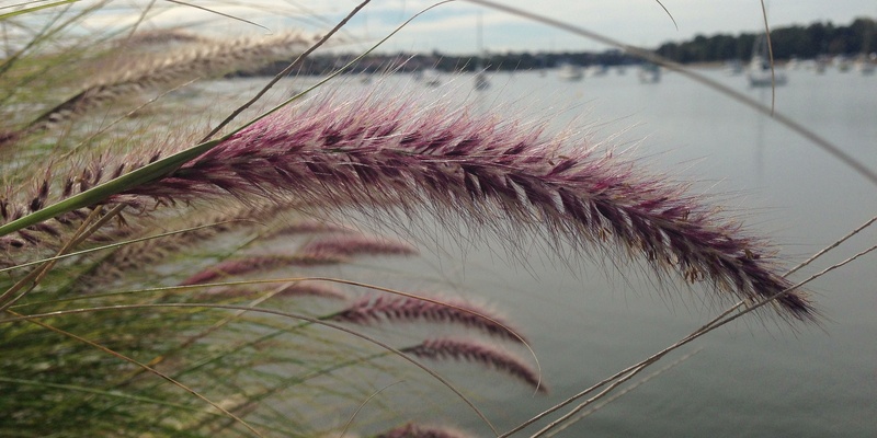 Grass Identification Workshop 