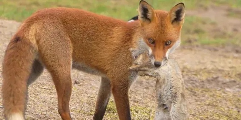 Foxes, rabbits & blackberries - Community Meeting