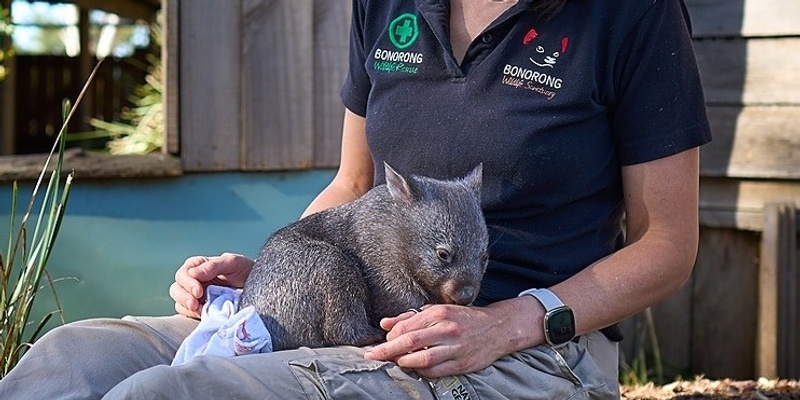 Virtual Bonorong Wildlife Rescue Training 4th January 2025