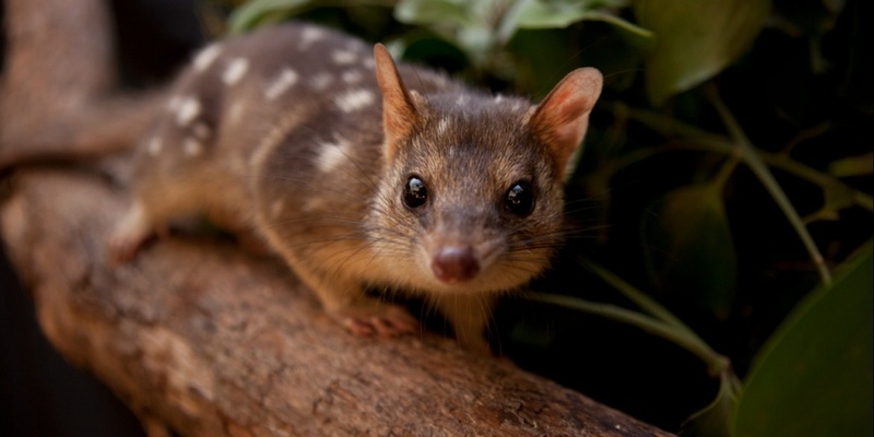 Shoalhaven Landcare Annual General Meeting (AGM) 2024