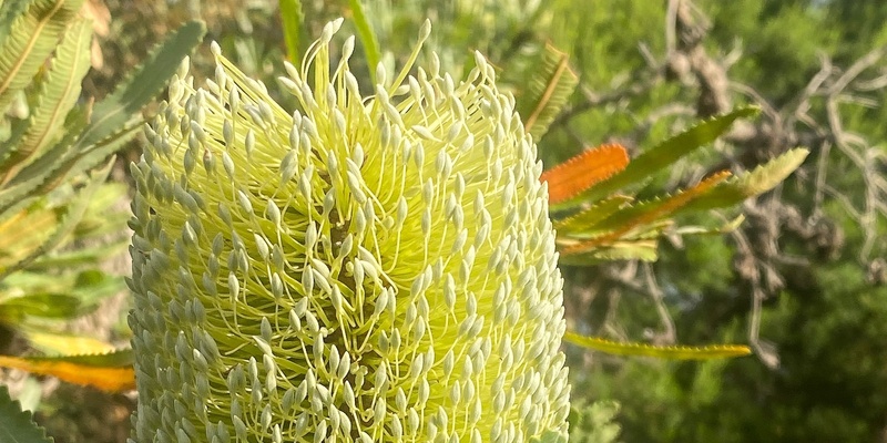 Wandering in the Wallum: Fauna and Flora - Wildflower Festival Walk