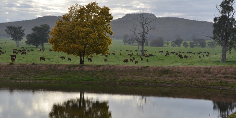 Picnic for Nature at Eurimbla