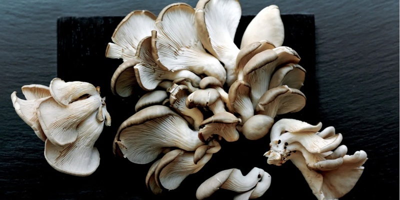 Beginner’s Low-tech Mushroom Cultivation Workshop: Grow Your Own Mushrooms!