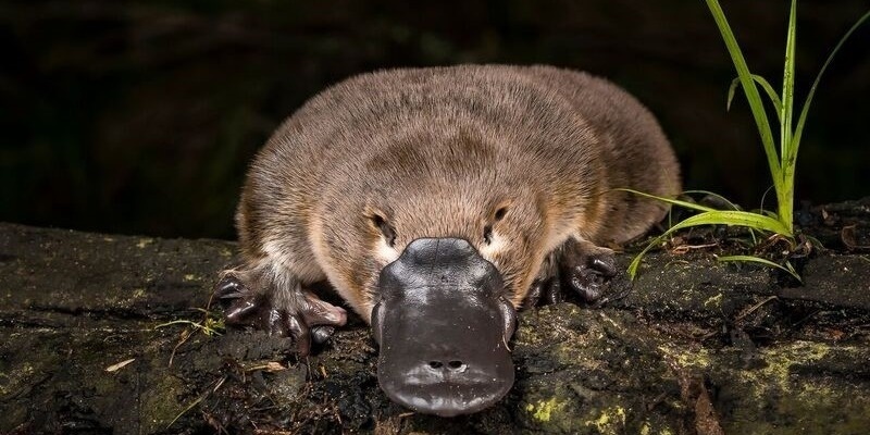 Paws for Platypus!