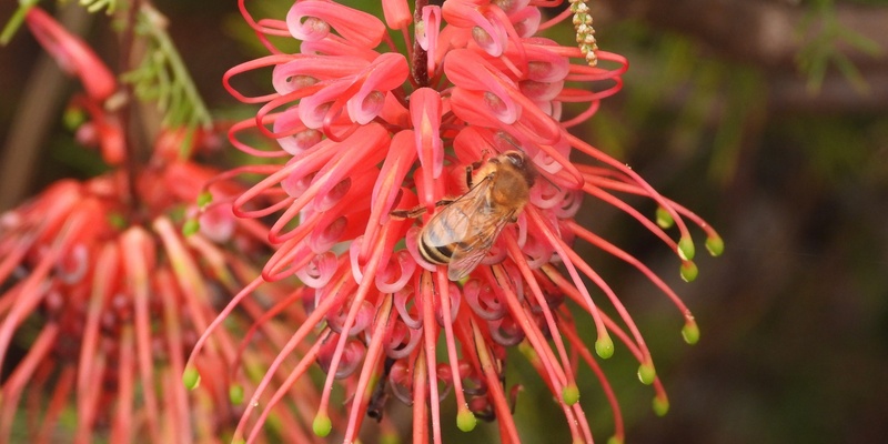 Native Plants of the Gawler Region – Exhibition Opening & Photo Competition Prize Presentation