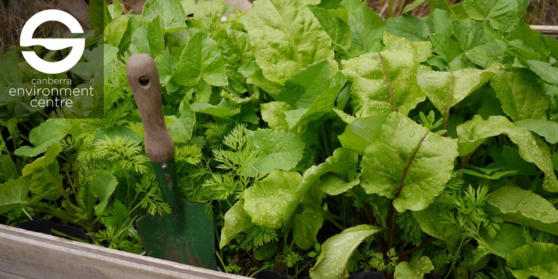 Setup a Wicking Bed