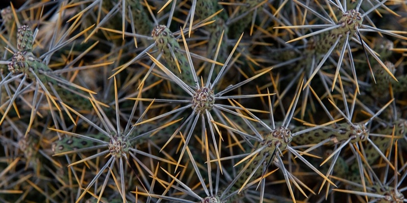 Cacti of Joshua Tree National Park (UCRX, 1 Unit)