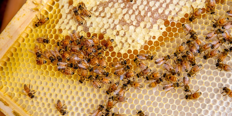 Rooftop Beehive Tours