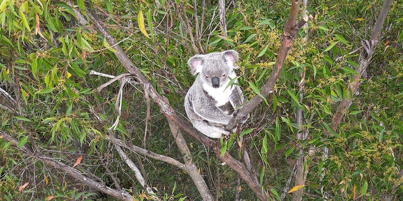 Koala Community Planting Day