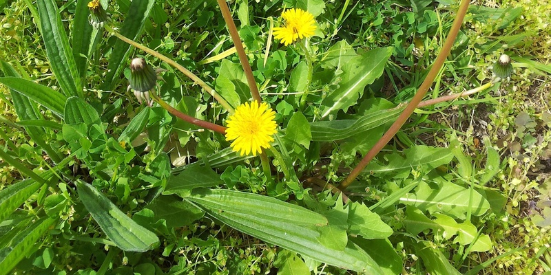 Edible Weeds