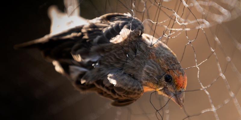 Advanced Bird Banding: From Molt to MAPS