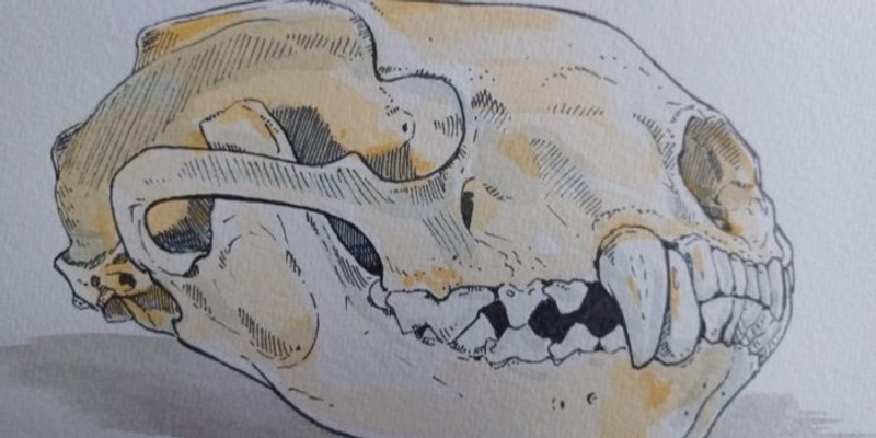 Sip and Sketch Skulls with Jason C. Poole