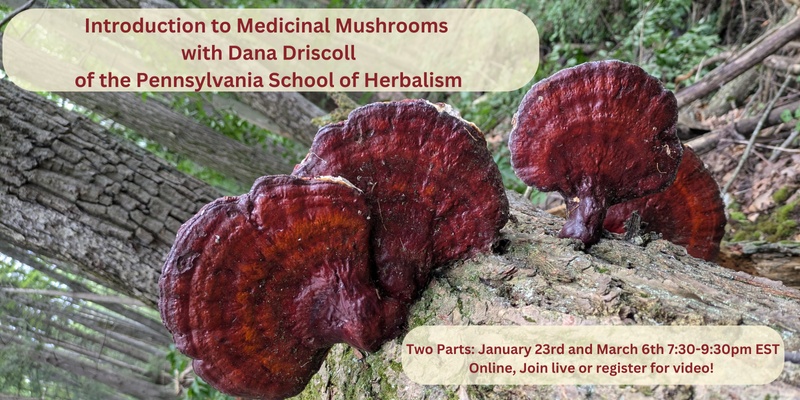 Introduction to Medicinal Mushrooms: Medicinal Virtues, Herbal Preparations, and Foraging - 2 part class