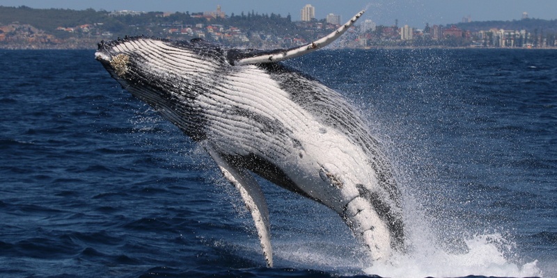Whale Migration Talk