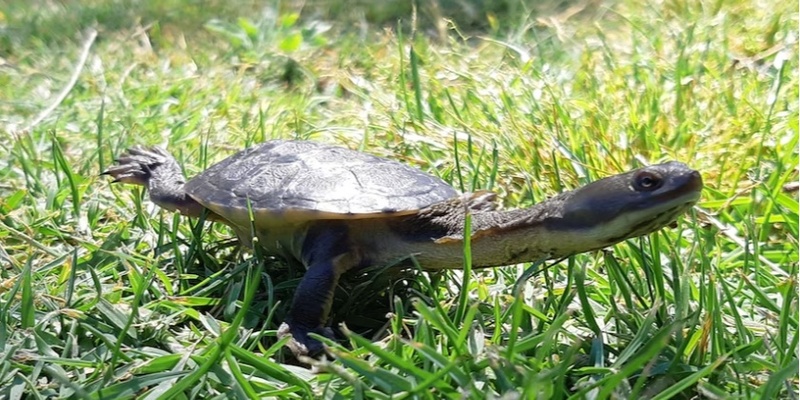 Save our Snake-Necked Turtles Information and Training Session 