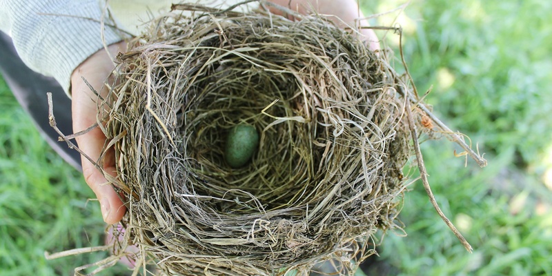 Birds' Nests • Spring School Holidays 2024