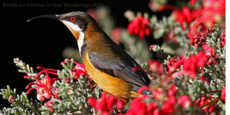 Birds on Farms in the Wodonga Hills