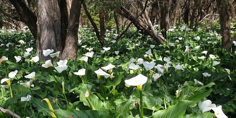 Arum Lily Blitz Workshop - Margaret River