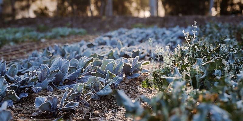 The Falls Farm and Mapleton ﻿Public House: Notes on Winter - Next Gen Dinner