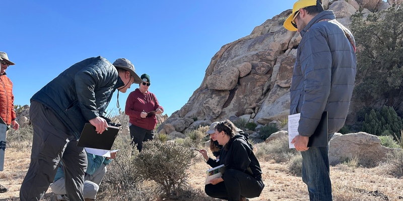 Cacti of Joshua Tree National Park