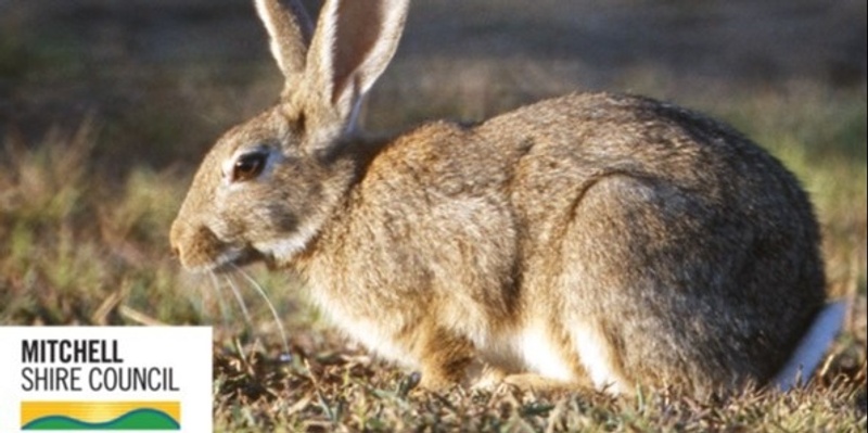 Rabbit Management 