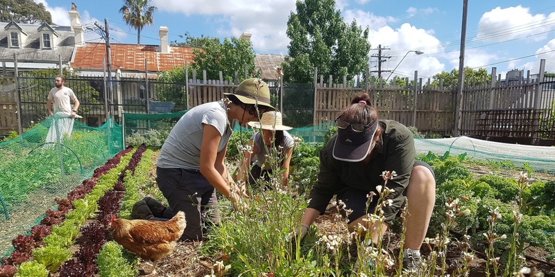 Collaborating on Regenerative Solutions with Pocket City Farms