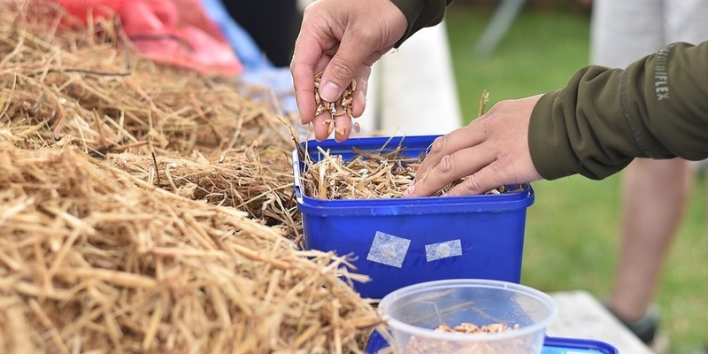 Mushrooms in Containers (June 2024)