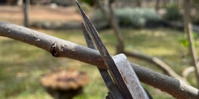 Fruit Tree Pruning Workshop