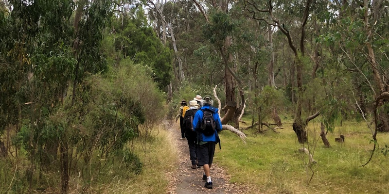 3 Hour Forest Therapy with Carolyn Saturday