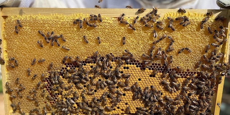 Advanced Beekeeping - Spring Management Workshop - 2024 Season