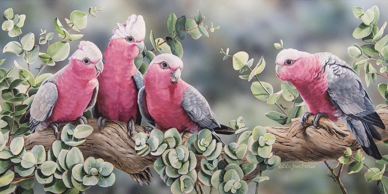 Conferring with Galahs