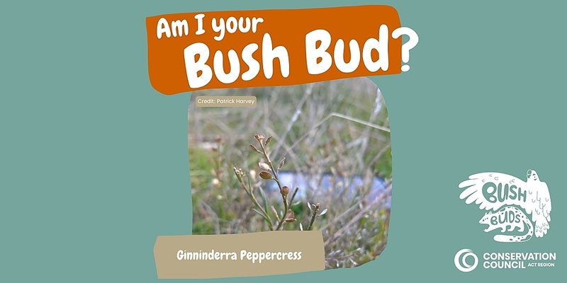 Bush Buds: Ginninderra Peppercress