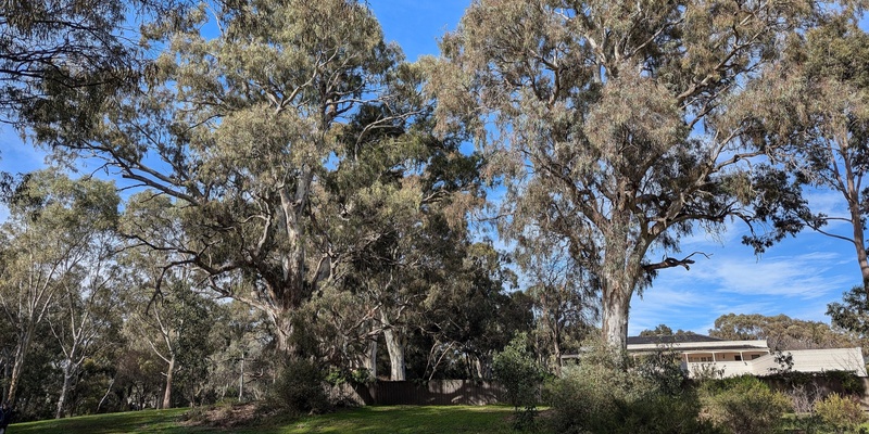 Awe and Wonder in The Gums Reserve, Tranmere