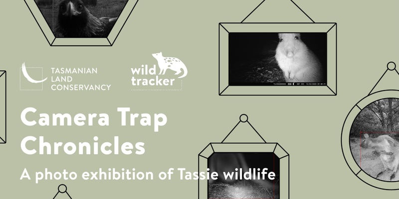 Camera Trap Chronicles: A Photo Exhibition of Tassie Wildlife