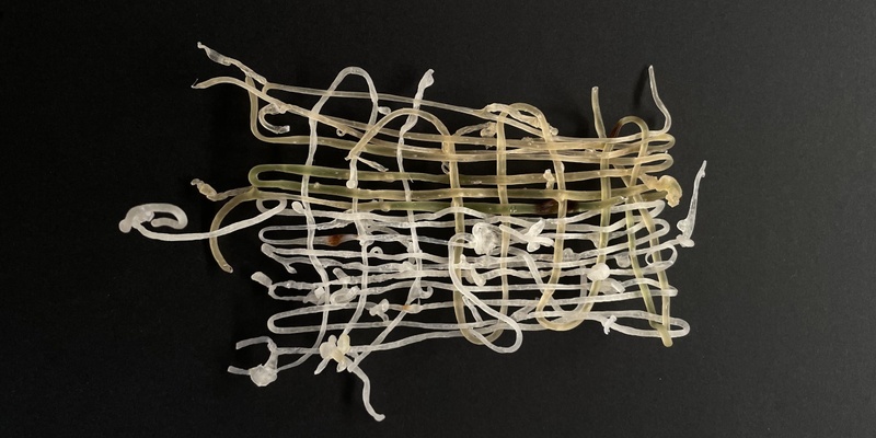 Sea-weaving: Experimenting with Algae Yarn Weaving