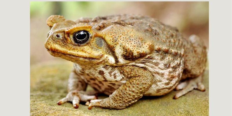 Friday Night Cane Toad Catching