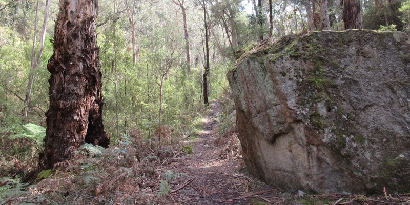 Currawong Falls and Ironbark Gorge, Aireys Inlet - Grade 3/4 (easy/medium)