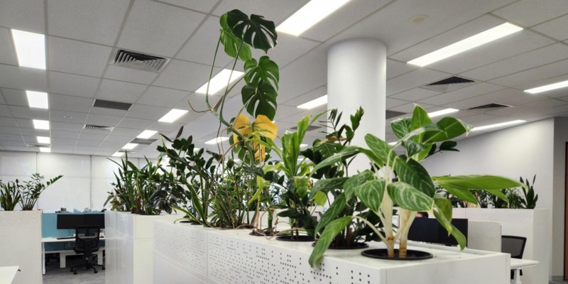 Indoor household plants: Breathe fresh, live fresh