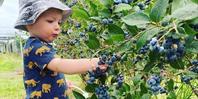 Pick Your Own Blueberries January 2025