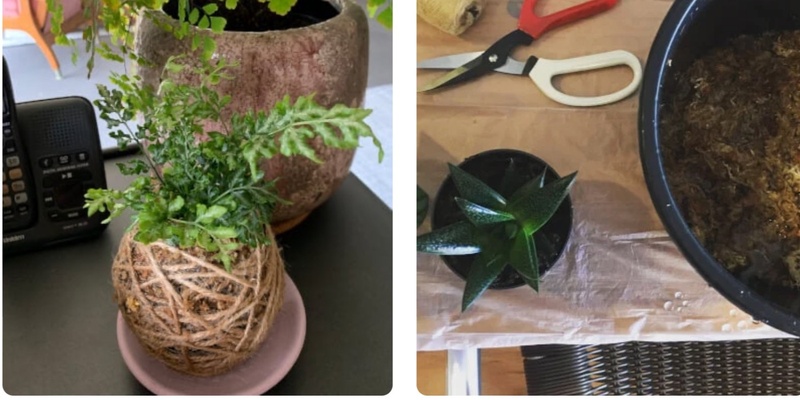 Kokadama Plant Ball workshop