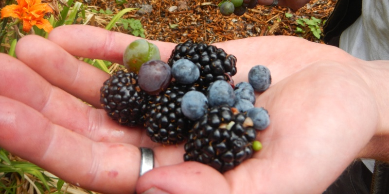 Berries, Herbs, and Water Catchment